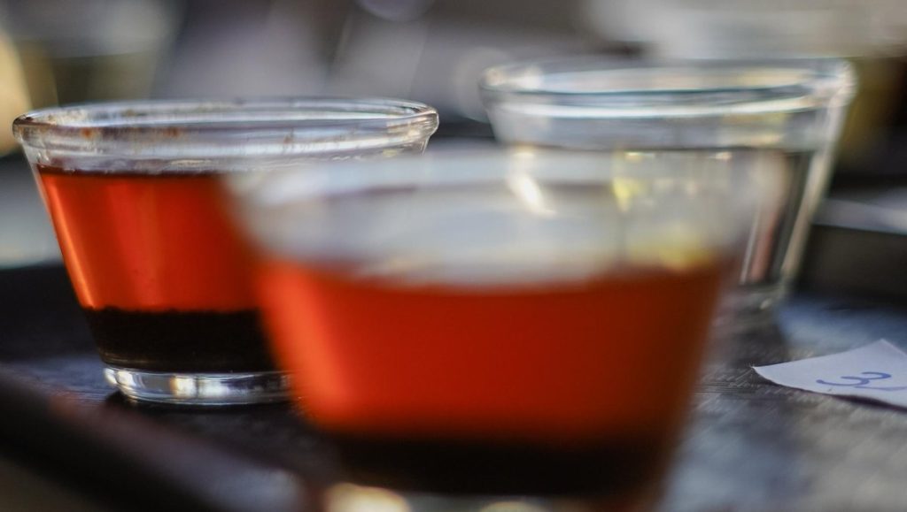 Tazas de cata con Coffea Wightiana, especie silvestre del sur de la India