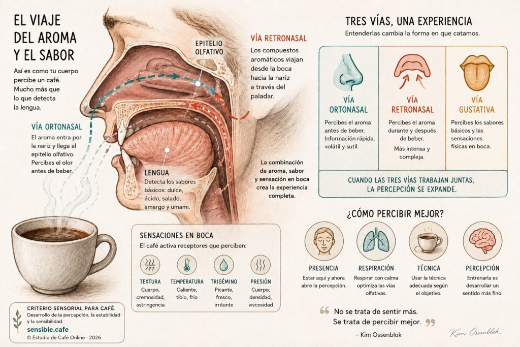 Infografía sobre cómo la vía ortonasal, la vía retronasal y las sensaciones en boca participan en la percepción del café.